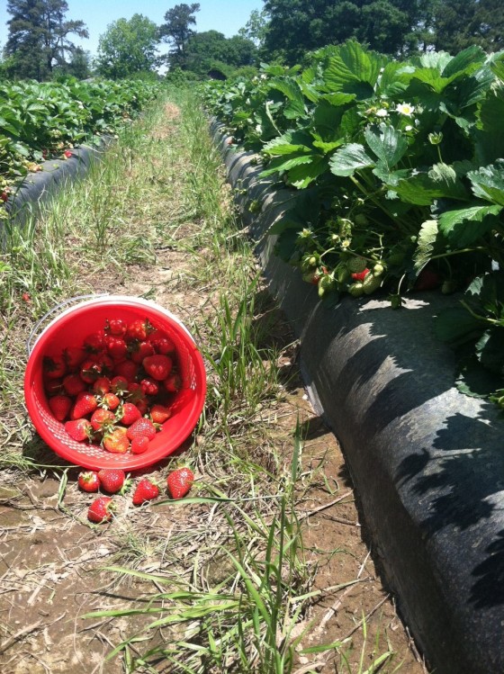 Sometimes you just have to leave your desk and go pick strawberries. 